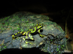 Atelopus spurrelli