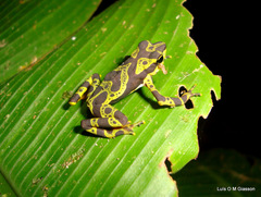 Atelopus spurrelli