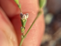 Eriogonum bifurcatum