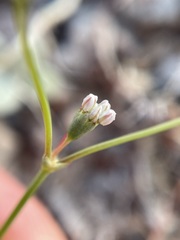 Eriogonum bifurcatum