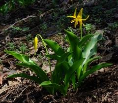 Erythronium tuolumnense
