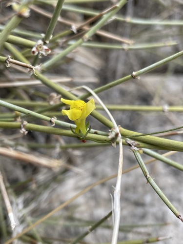 Image of Neogaerrhinum filipes by (c) Matt Berger, some rights reserved (CC BY)