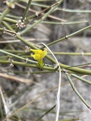 Neogaerrhinum filipes