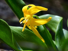 Erythronium tuolumnense
