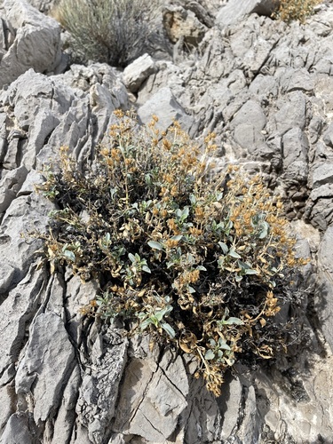 Image of Penstemon petiolatus by (c) Matt Berger, some rights reserved (CC BY)