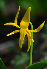 Erythronium tuolumnense