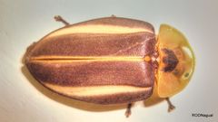 Cratomorphus