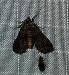 Elophila tinealis