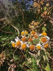 Podachaenium eminens