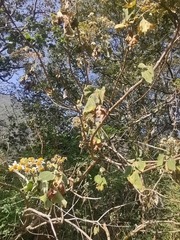 Podachaenium eminens