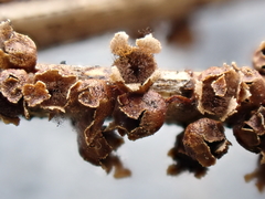 Polyschismium trevelyanii