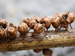 Polyschismium trevelyanii