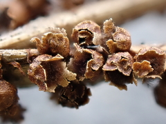 Polyschismium trevelyanii