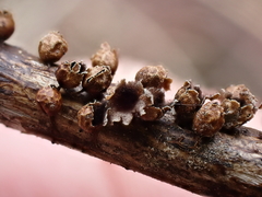 Polyschismium trevelyanii