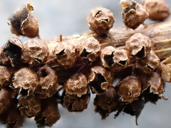 Polyschismium trevelyanii