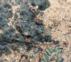 Clavascidium lacinulatum