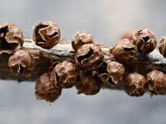 Polyschismium trevelyanii