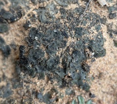 Clavascidium lacinulatum