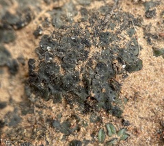 Clavascidium lacinulatum