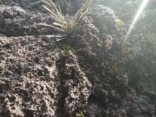 Actiniopteris australis