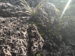 Actiniopteris australis