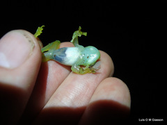 Centrolenidae