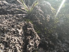 Actiniopteris australis