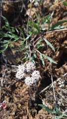Lomatium gormanii