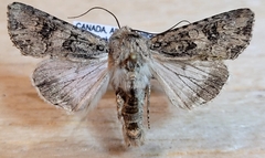 Anarta obesula