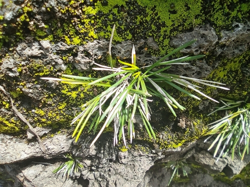 Actiniopteris australis, photograph 3