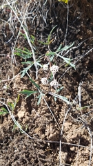 Lomatium gormanii