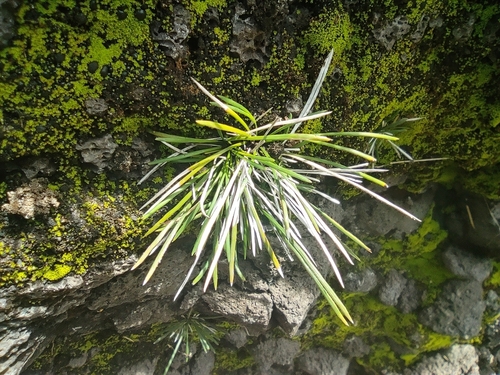Actiniopteris australis, photograph 4