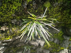 Actiniopteris australis