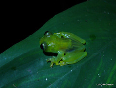 Centrolenidae