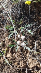 Lomatium gormanii
