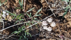 Lomatium gormanii