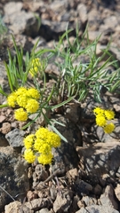 Lomatium farinosum
