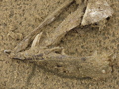 Alepisaurus ferox