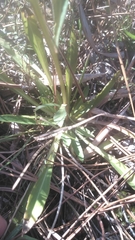 Helenium brevifolium