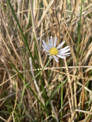 Almutaster pauciflorus