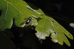 Sargus viridis