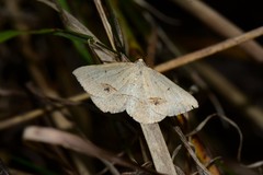 Taxeotis intermixtaria