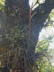 Tillandsia tricolor