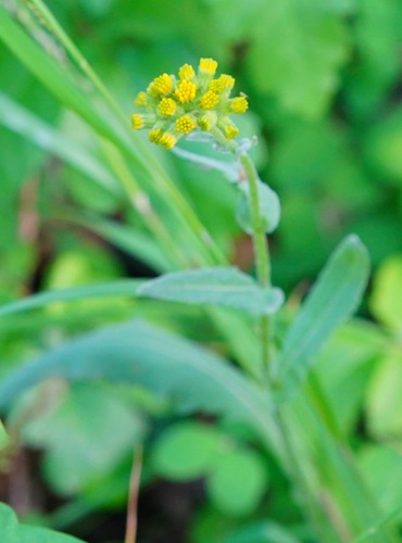 Image of Senecio aronicoides by (c) Michael Warner, some rights reserved (CC BY)