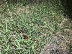 Lampropeltis annulata