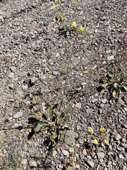 Chylismia claviformis lancifolia