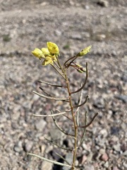 Chylismia claviformis lancifolia