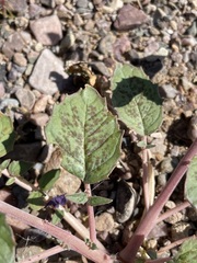 Chylismia claviformis lancifolia