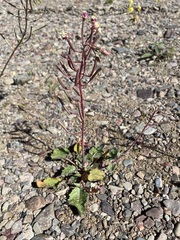 Chylismia claviformis integrior