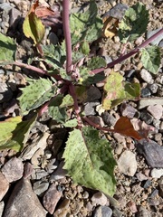 Chylismia claviformis integrior